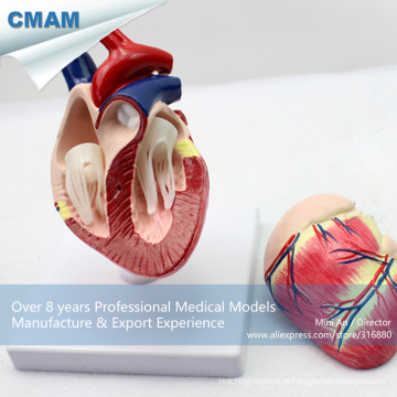 A06(12008) Dog Heart Model,Animal Anatomical Models for Veterinarian's Reference 12008